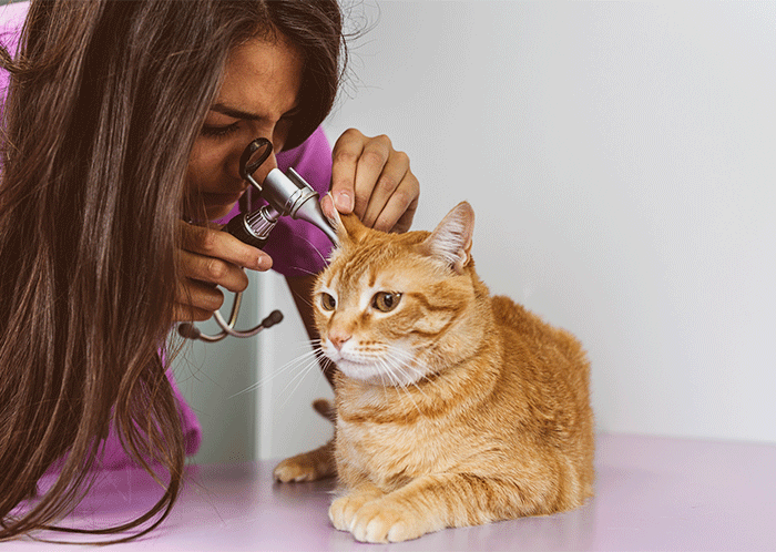 Veterinarian Visit Cat